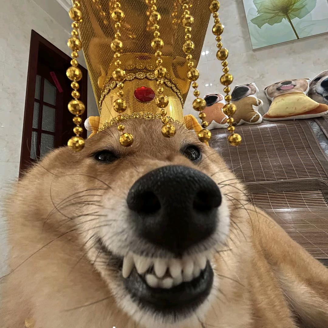 朕于天下无所不容