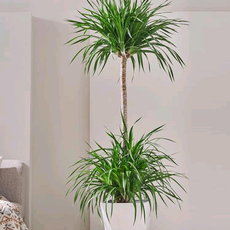 云霄绿植基地