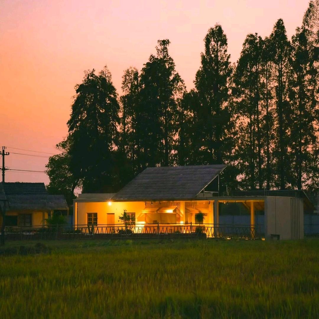 追雾橘