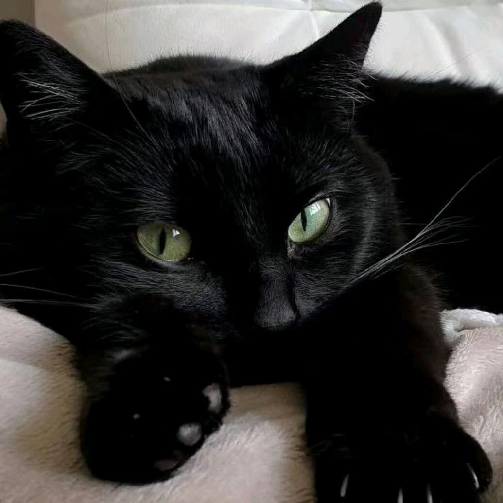 黑不溜湫湫☪︎