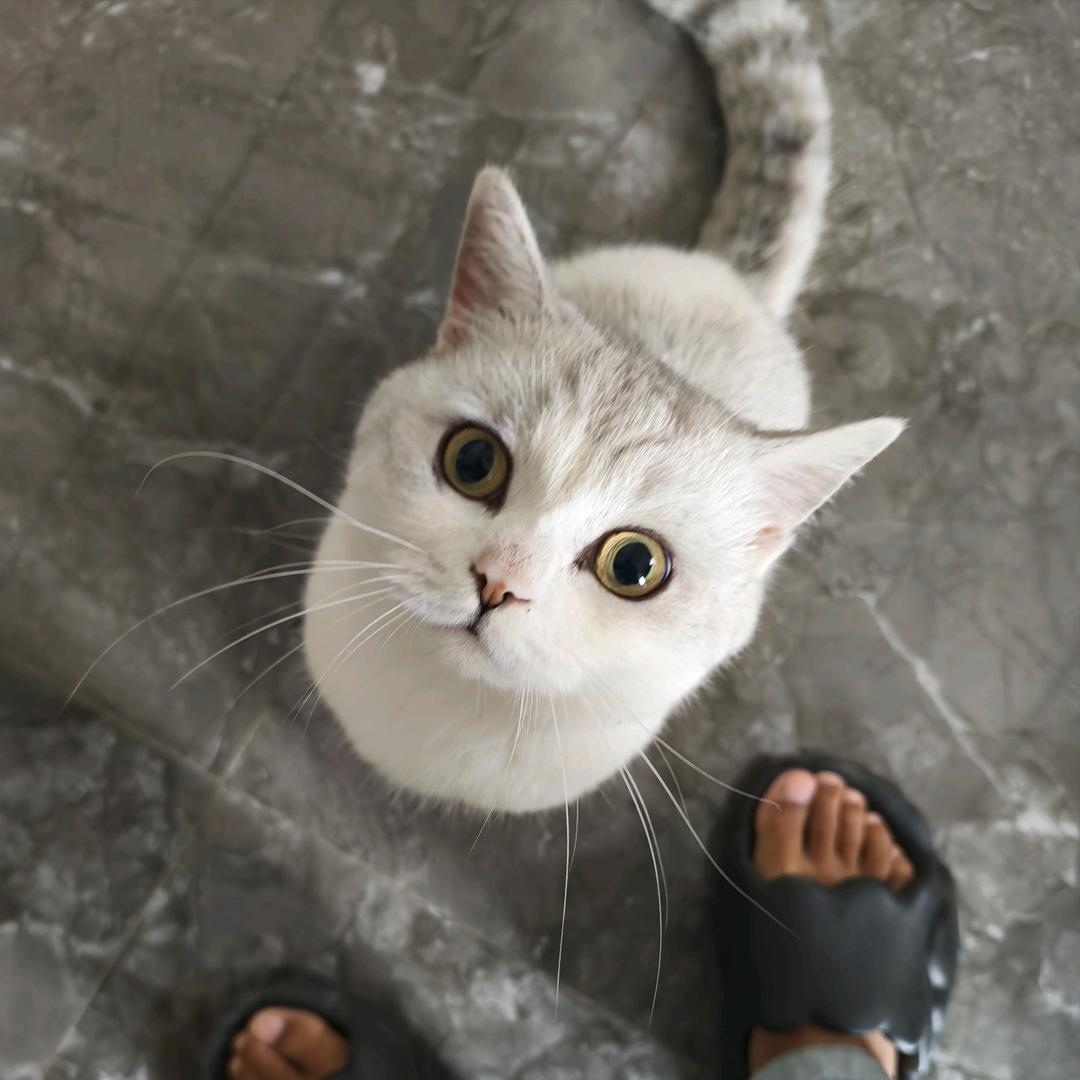 怀中猫❤️头像