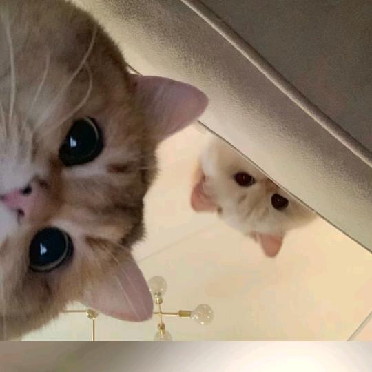 豆沙馅