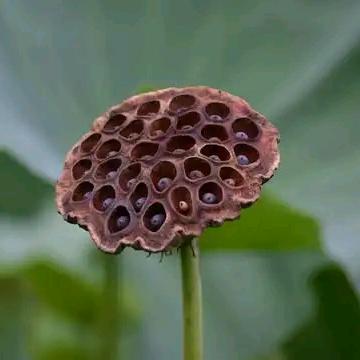扶风至上