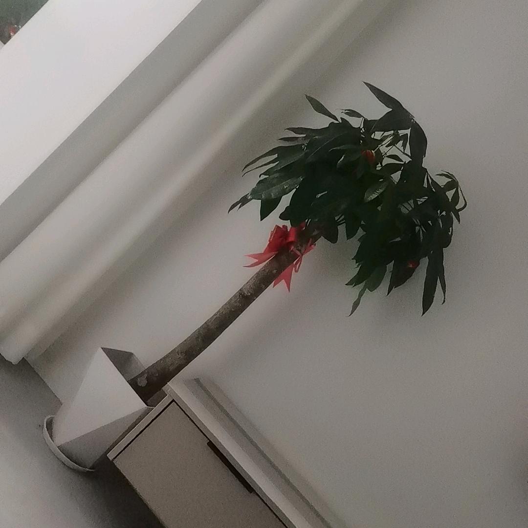 古，月