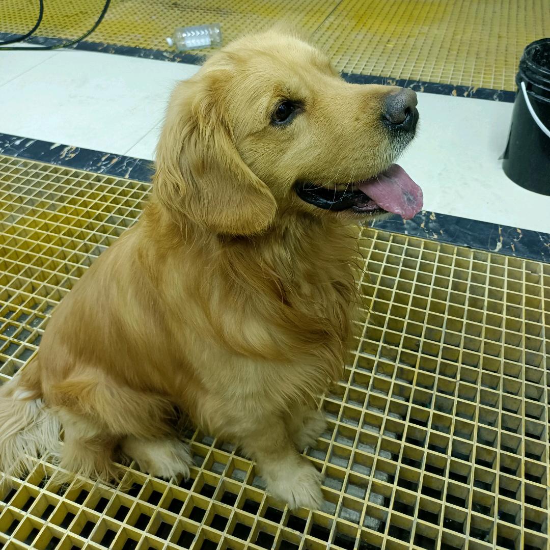 王半仙