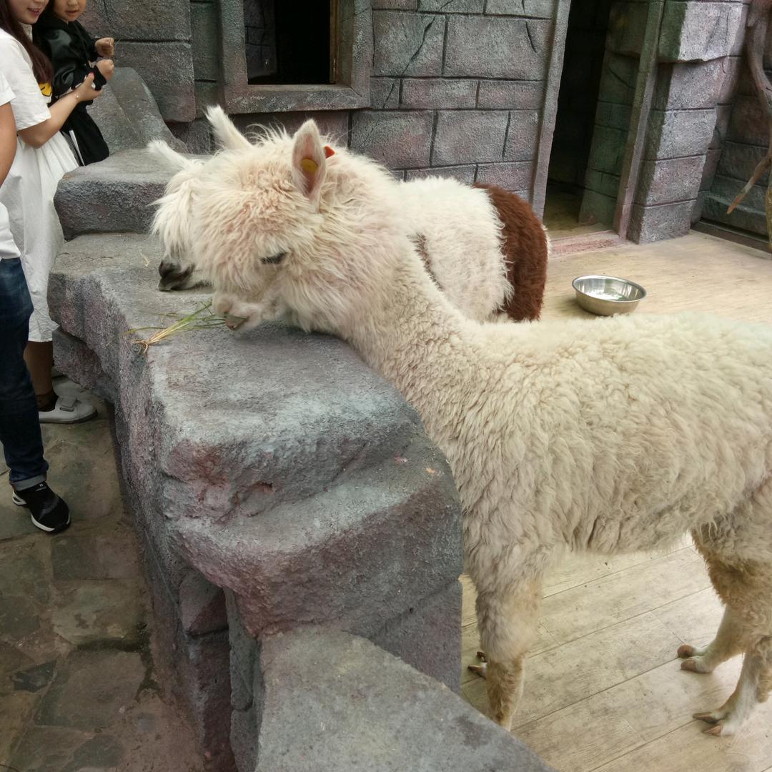 杰哥，
