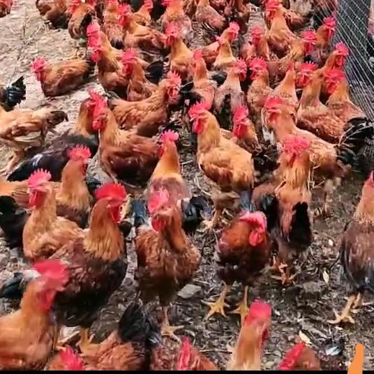 农村养鸡