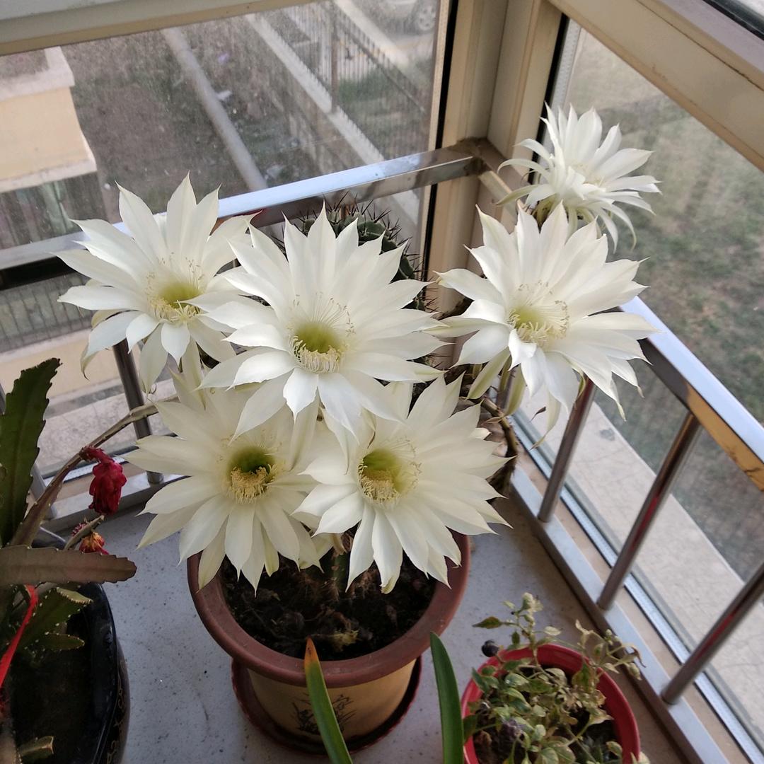 苦丁花
