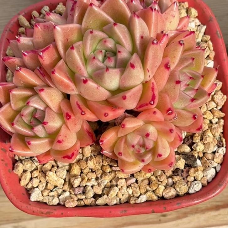 把你爹拉黑就算了吗