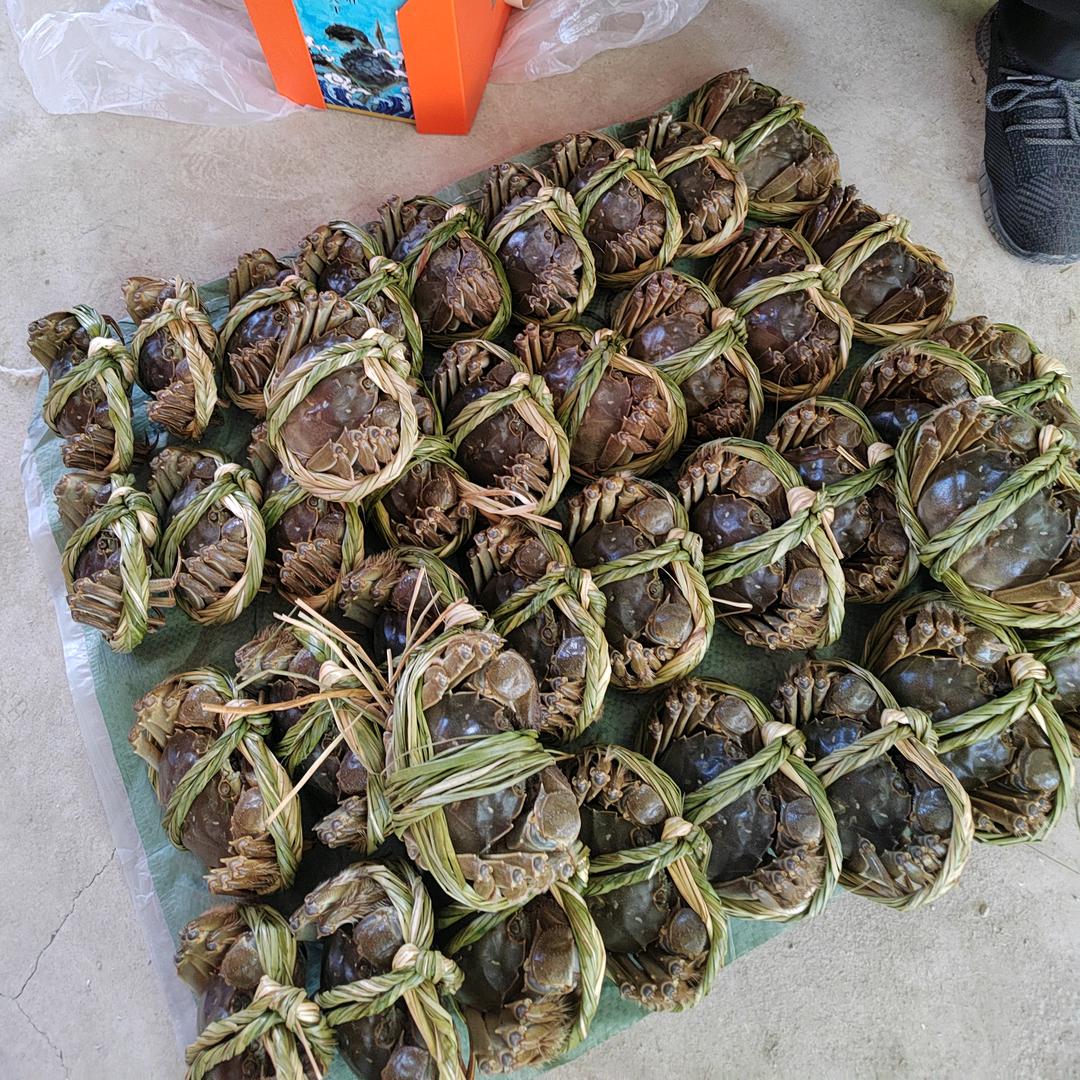 敬老院里养螃蟹