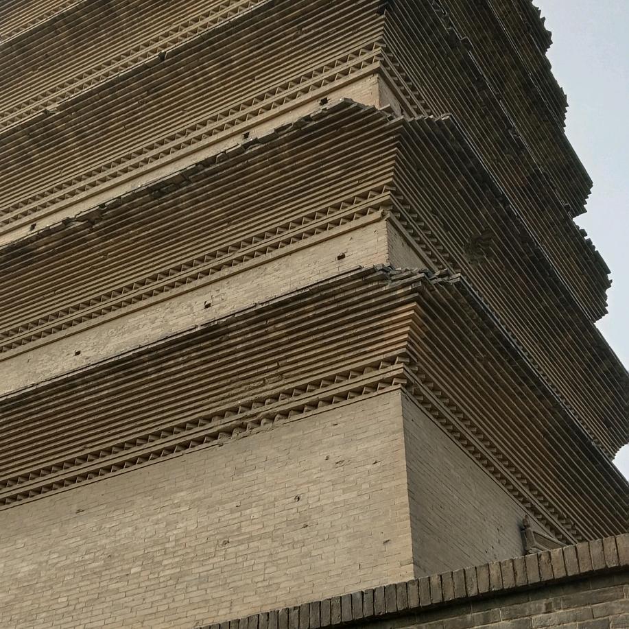 沙漠白杨