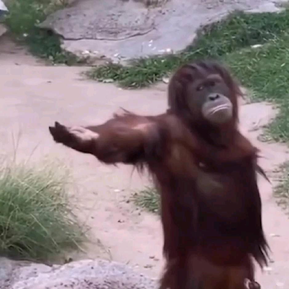 满山猴腚我最红～