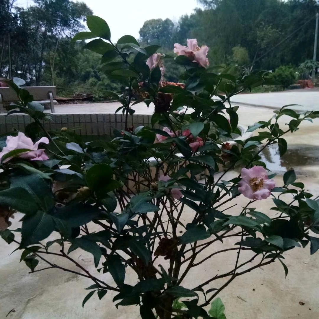花开富贵L