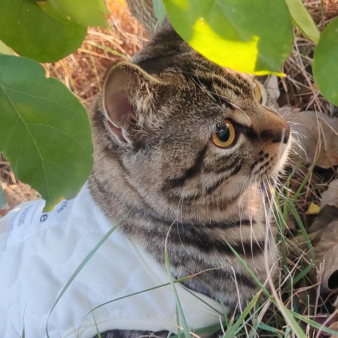 袁小钱的魔王日记