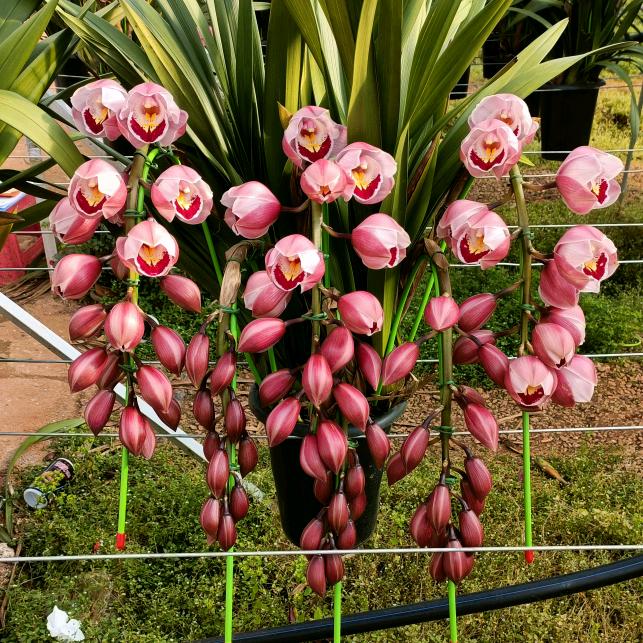 泊霖花卉种植园