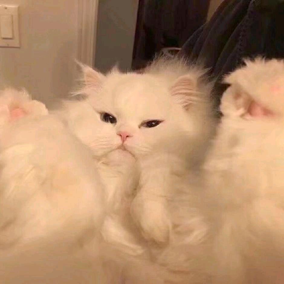幽影猫猫不会伤心流泪