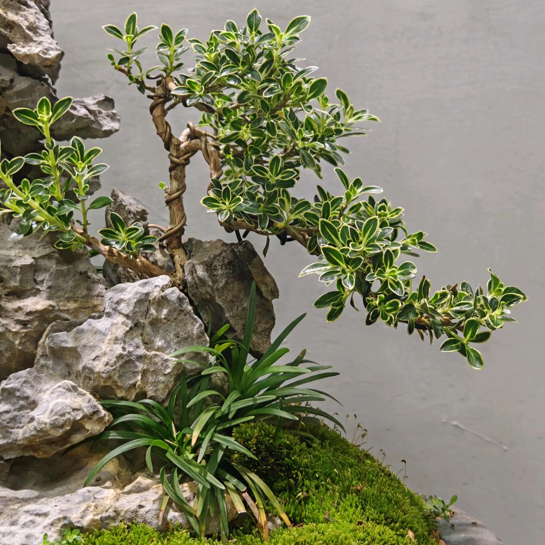 景空间琴姑娘创意绿植盆景
