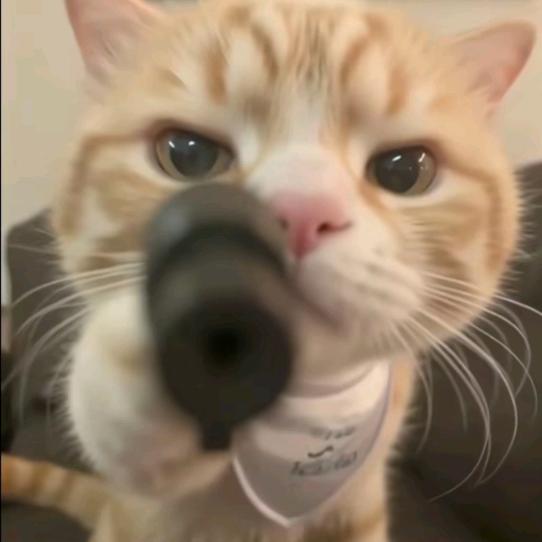 快樂小狗🐕𓂂𓏸