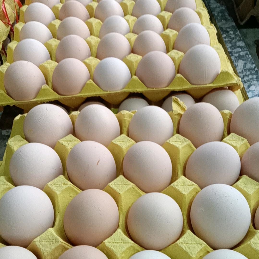 鸡蛋哥（刘典辉）