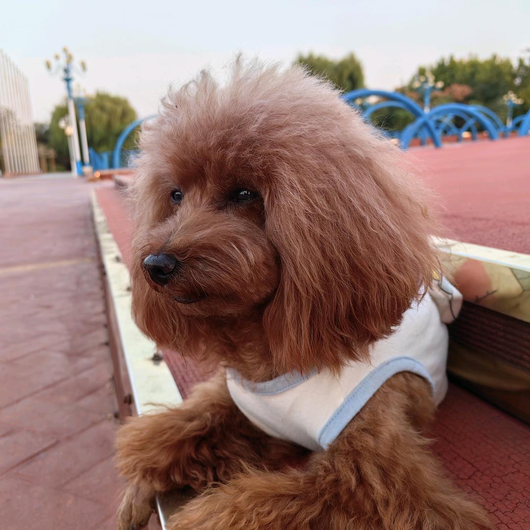 哈哈鼠（青黛）