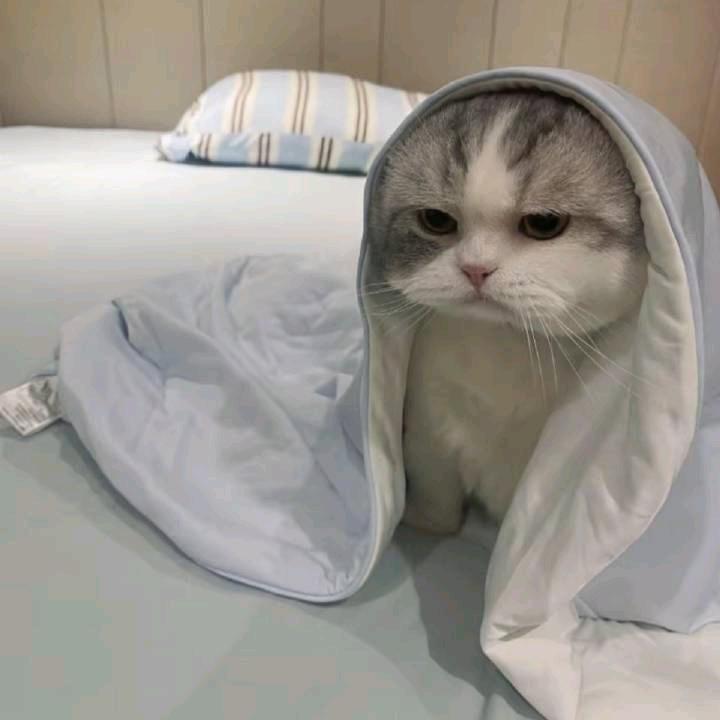 西西亚