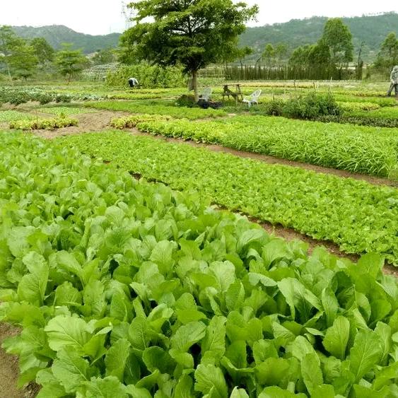 菜园子周青（小号）