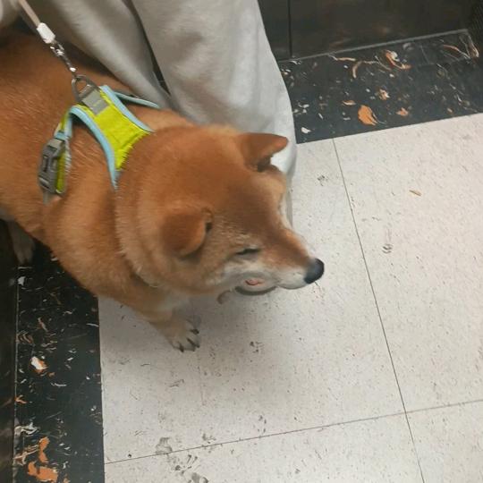 龙华直租小张
