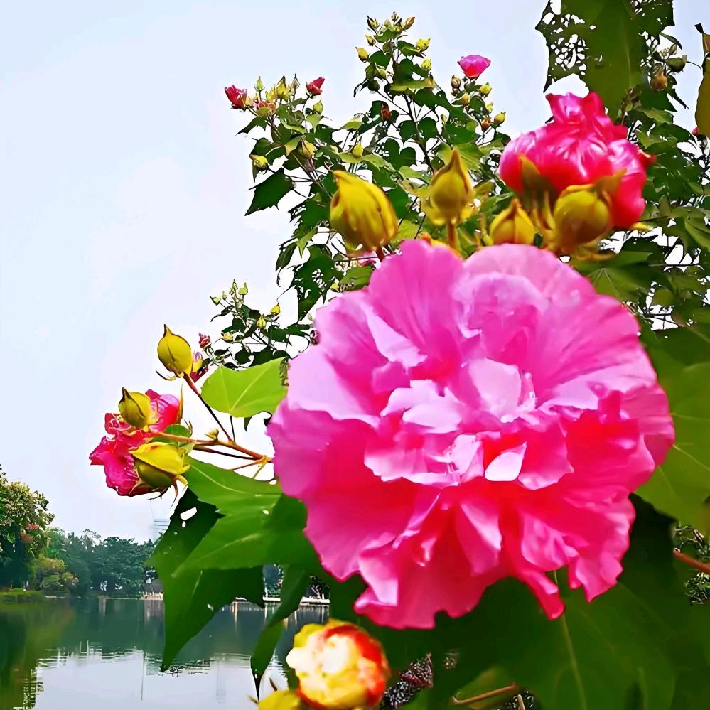 芙蓉（福荣）花开