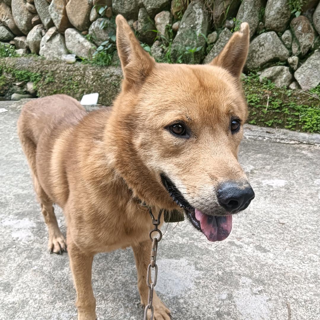 叶哥 旺旺犬业