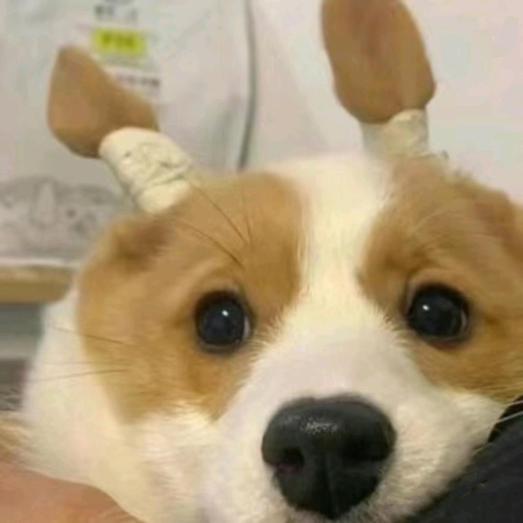 苦瓜大王