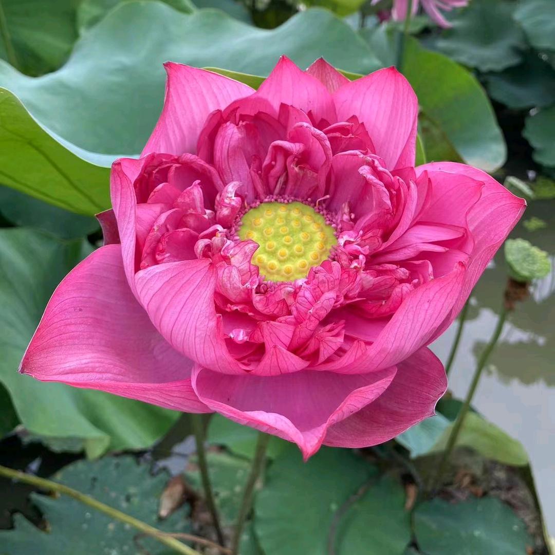 专业集成吊顶