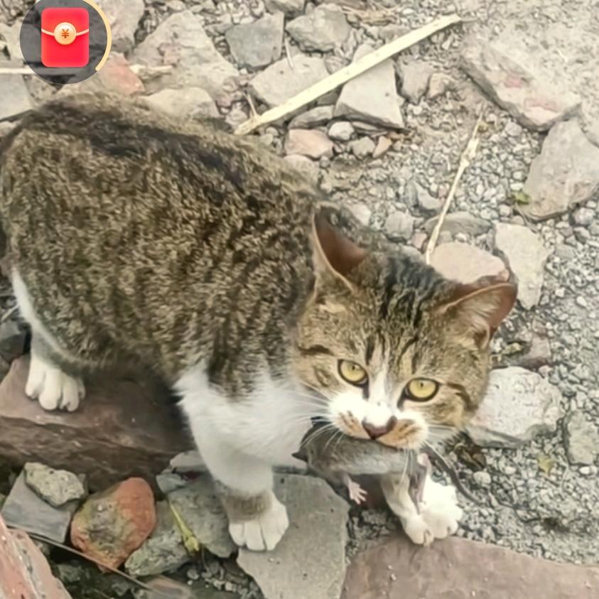 ♥(｡￫v￩｡)♥燕子