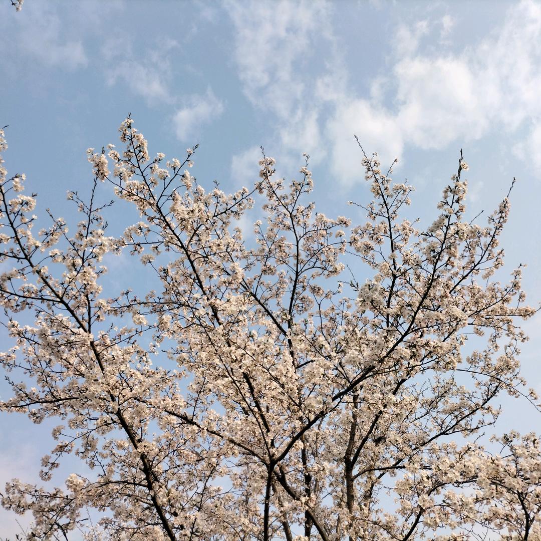明月老师