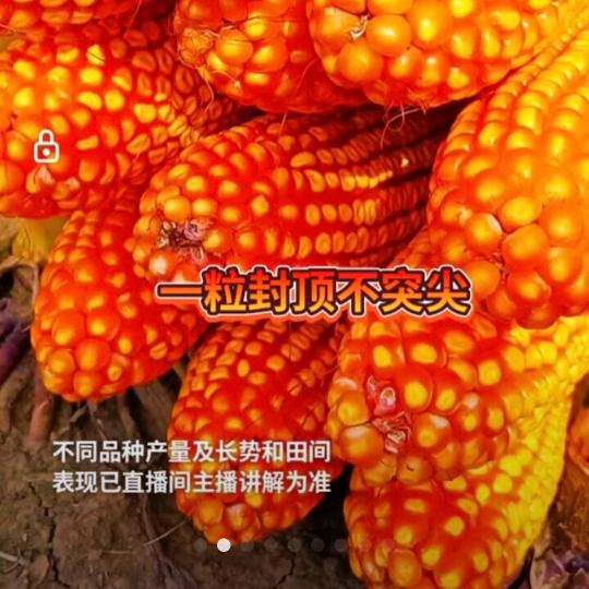 巩家宝