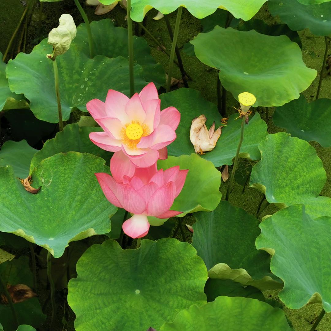 🌸随遇而安🌸