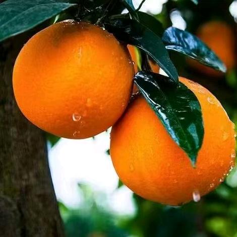 橙就乡村梦🍊