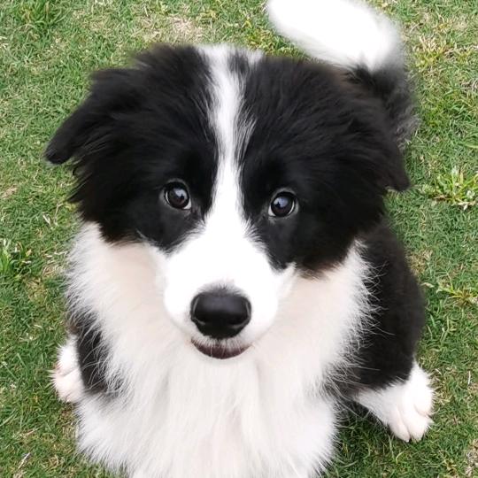 彭彭奥利和喜娜