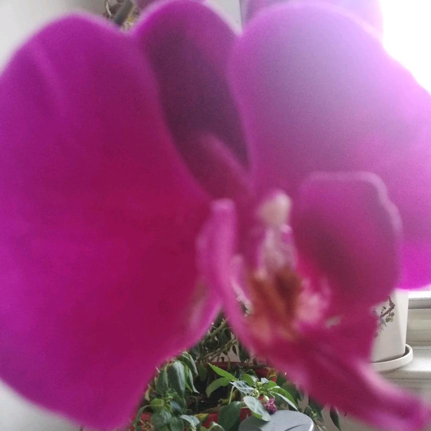 花好月圆头像
