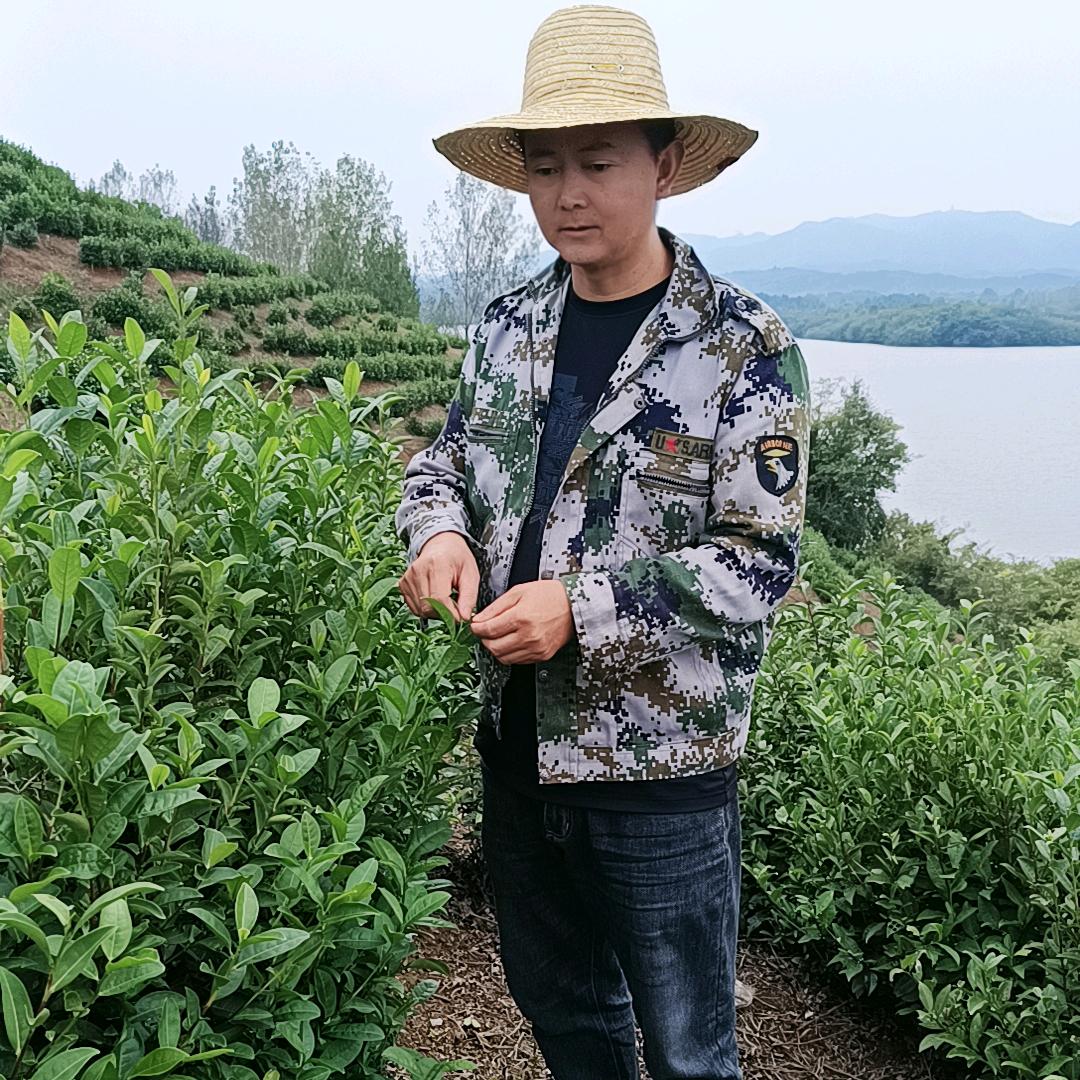 茶农明枫