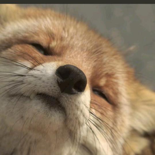 养只狐狸叫静静