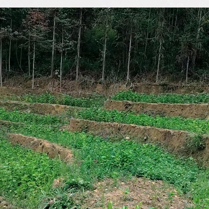 1314🍇🍇💐💐🌾🌾