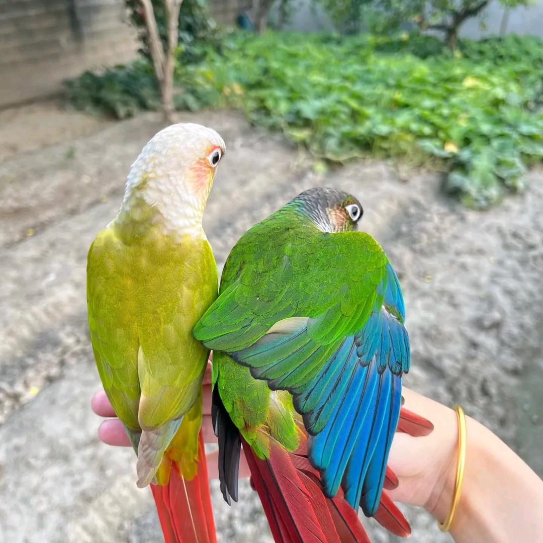 萌宠🦜🦜🦜乐园