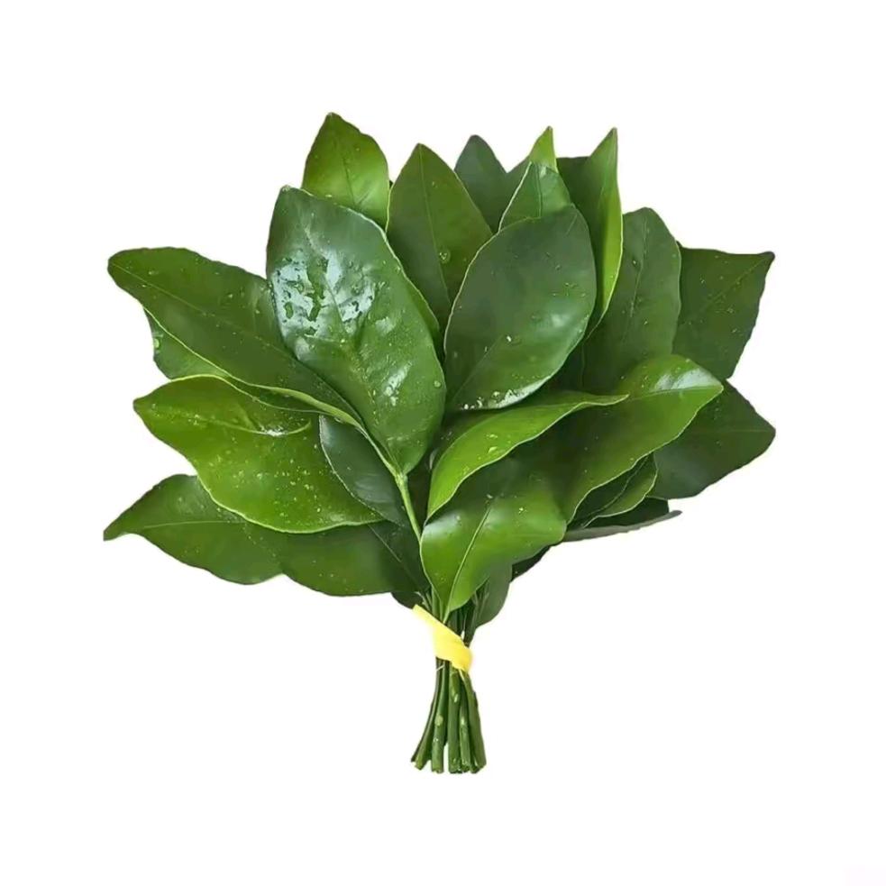 莞竹