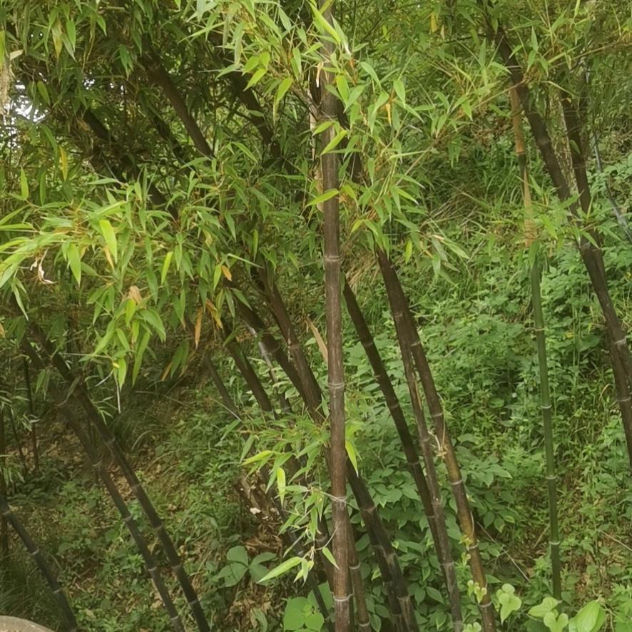 正月