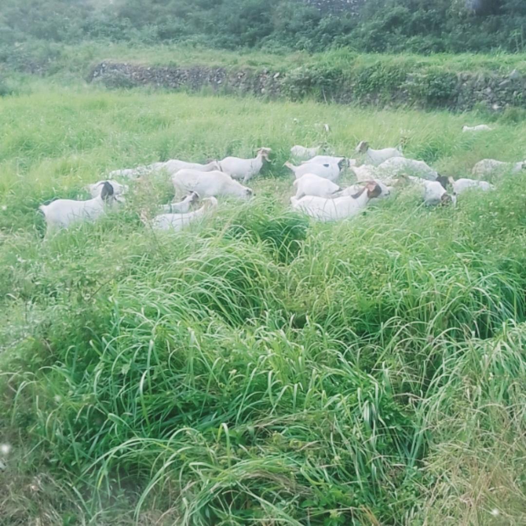 秦哥养殖