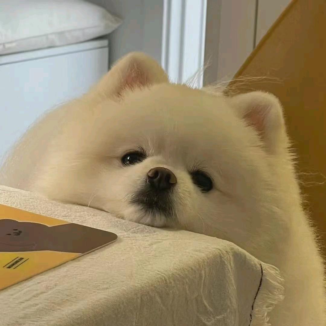 🐟饼