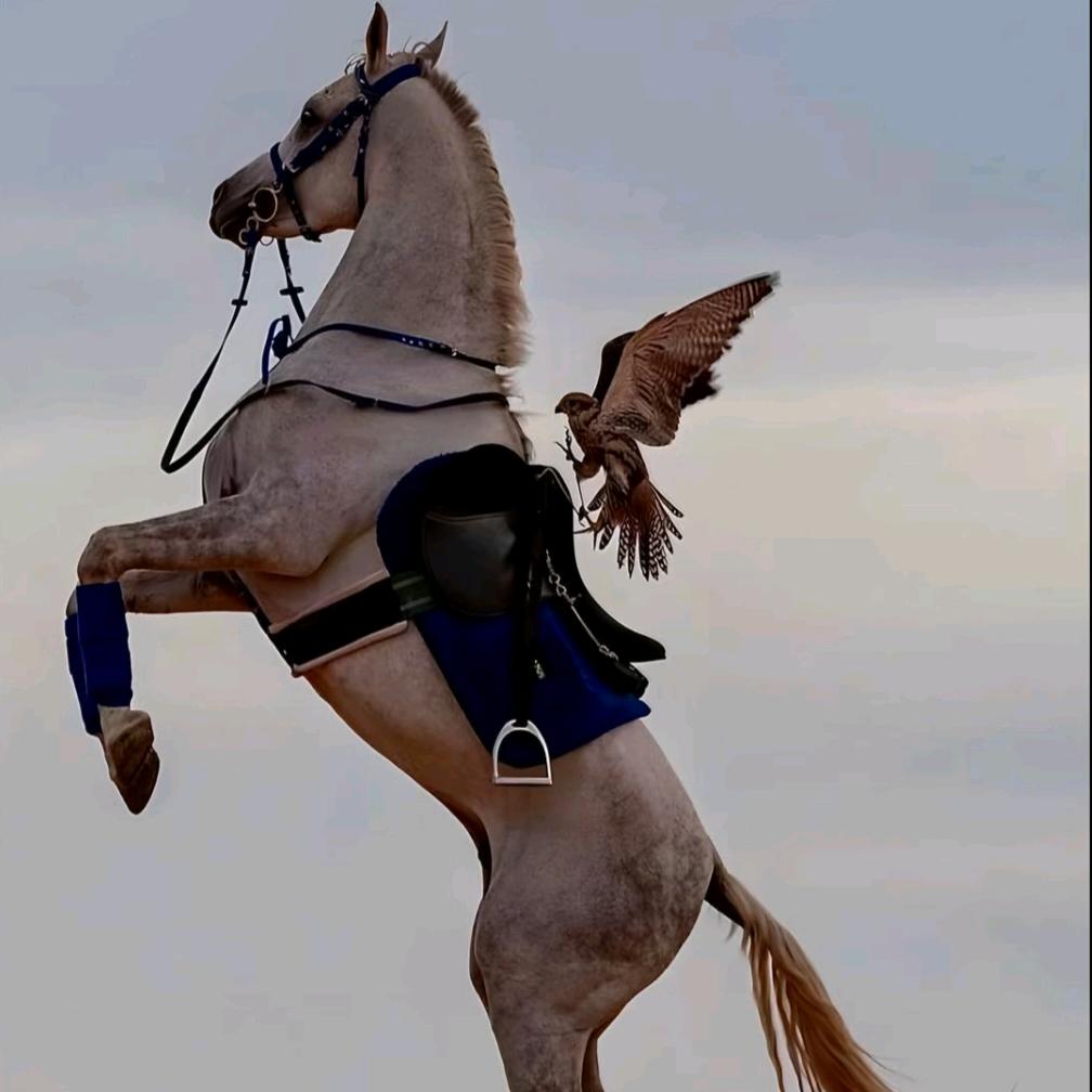 ꧁alkut꧂