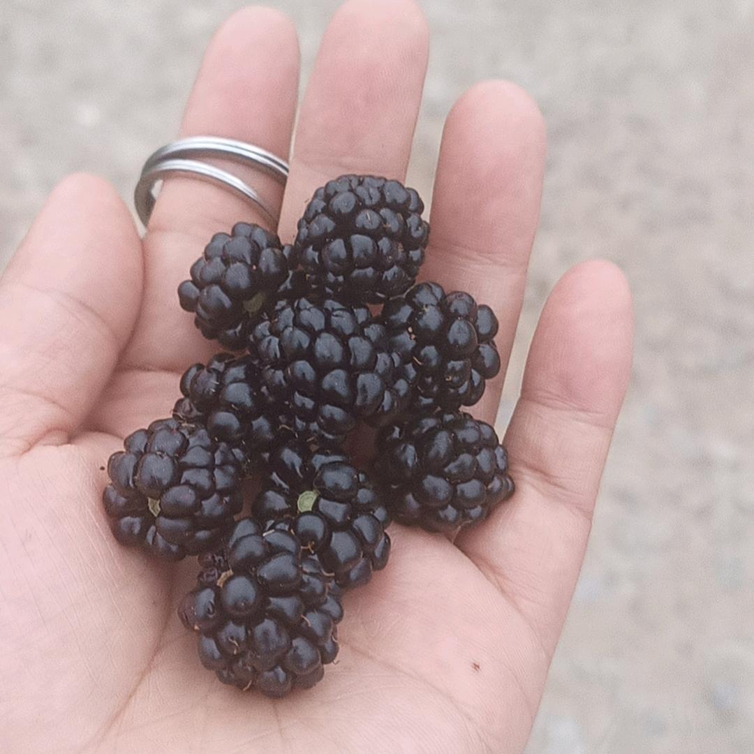 花🌺🌺姐姐🌹🌹🌹🌹