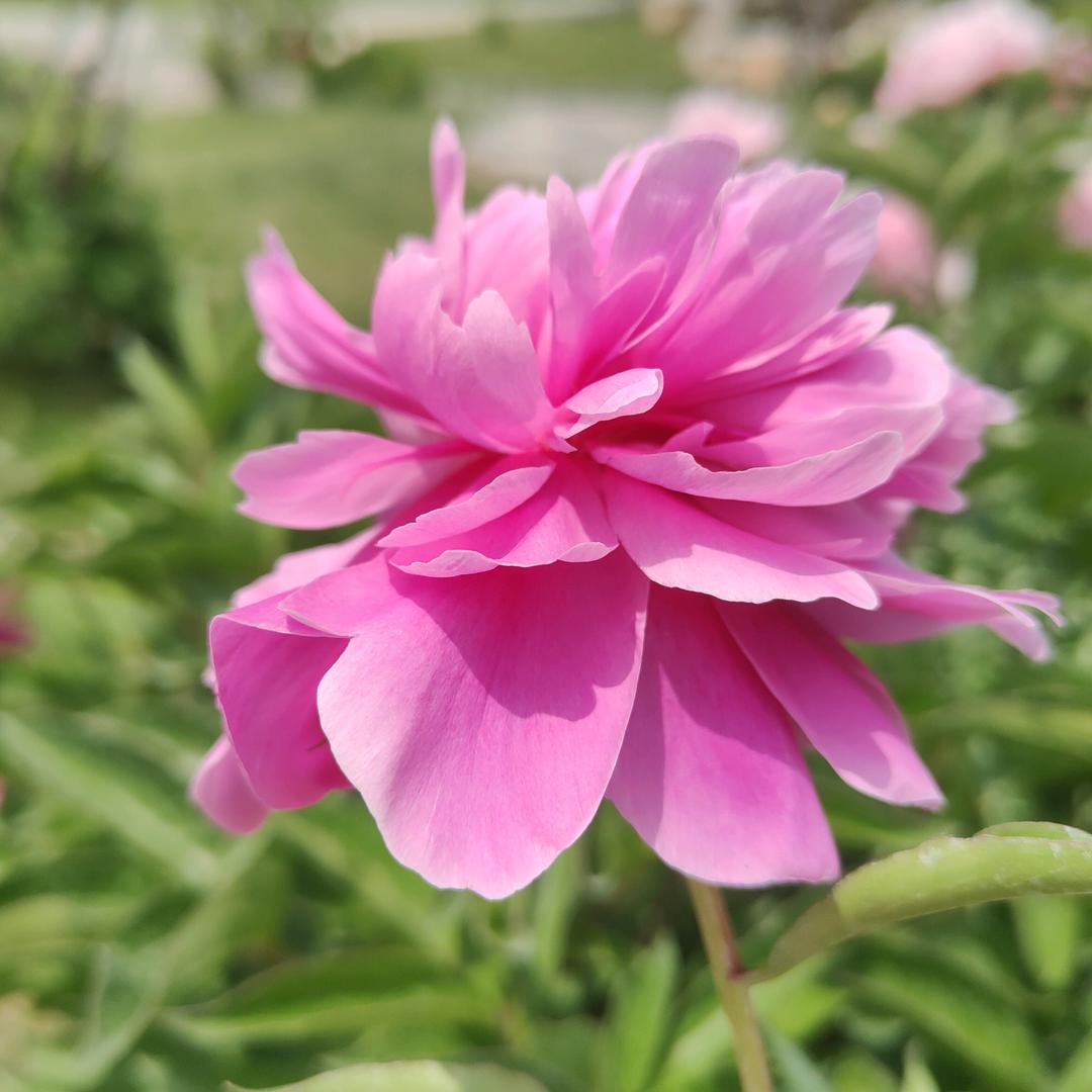 沙