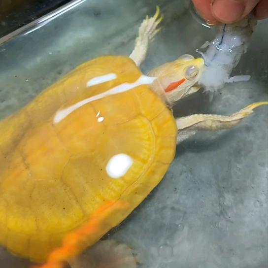 龟仙人